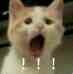 :cat_shocked2: